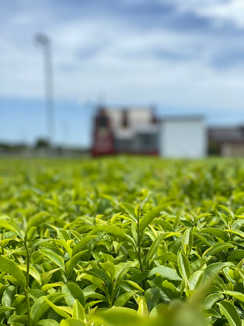 2024年国産紅茶販売開始しました