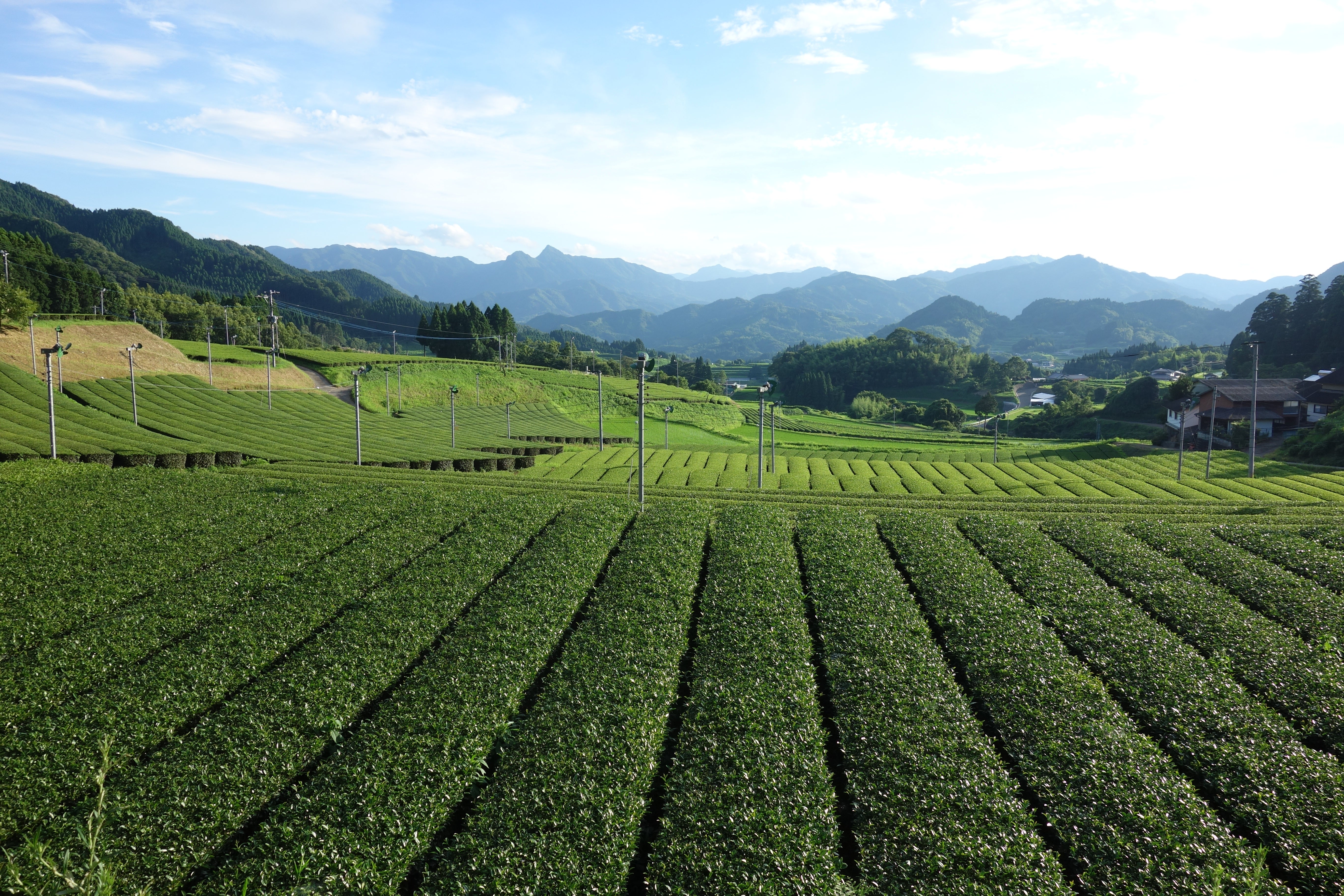 国産紅茶 – t-break | シングルオリジンティー専門店