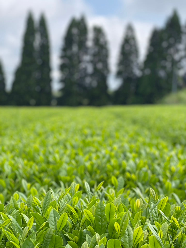 天の製茶園 『たかちほ』, 水俣 一番茶 2025