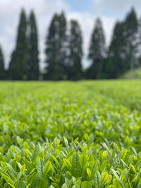 天の製茶園 『たかちほ』, 水俣 一番茶 2025
