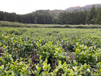 中村農園 『在来』, 土山 二番茶 2025