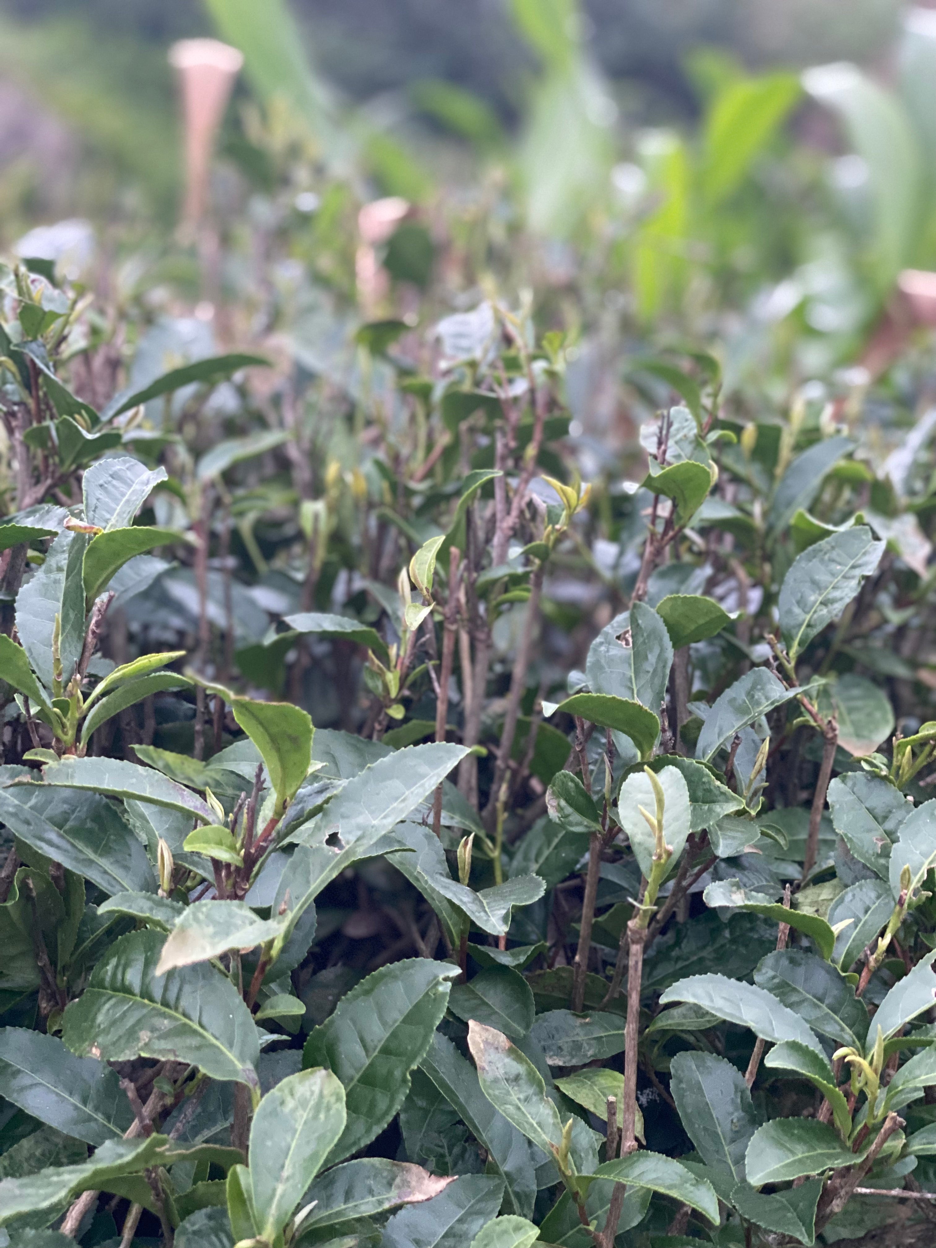 ダージリン セカンドフラッシュ ギダパハール茶園 FTGFOP1