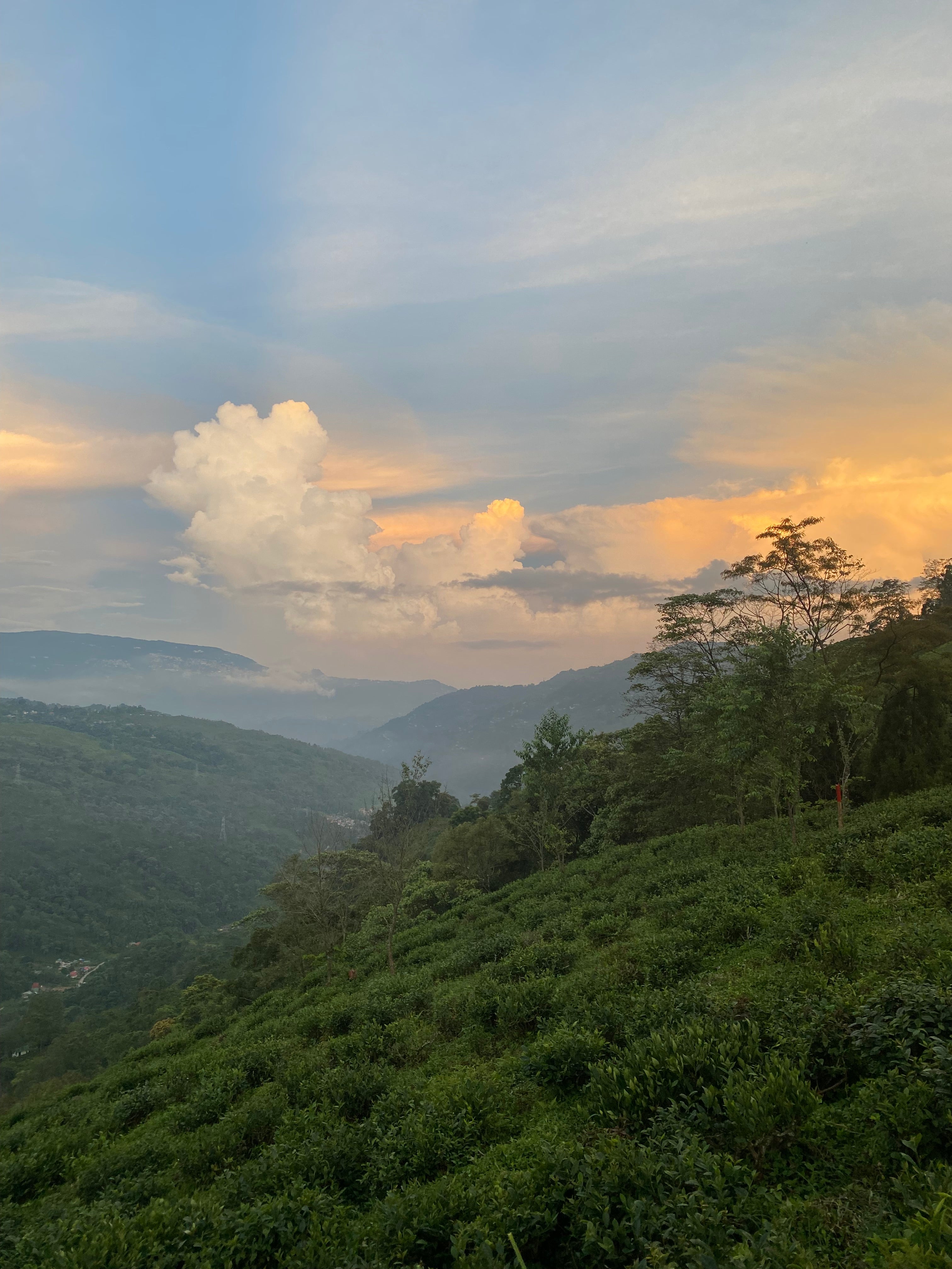 ダージリン セカンドフラッシュシーヨク茶園 FTGFOP1-STRAWBERRY FULL