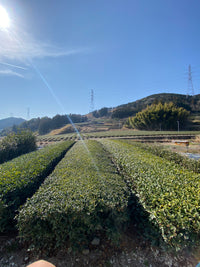 井村製茶 『べにふうき』, 金谷 二番茶 2025