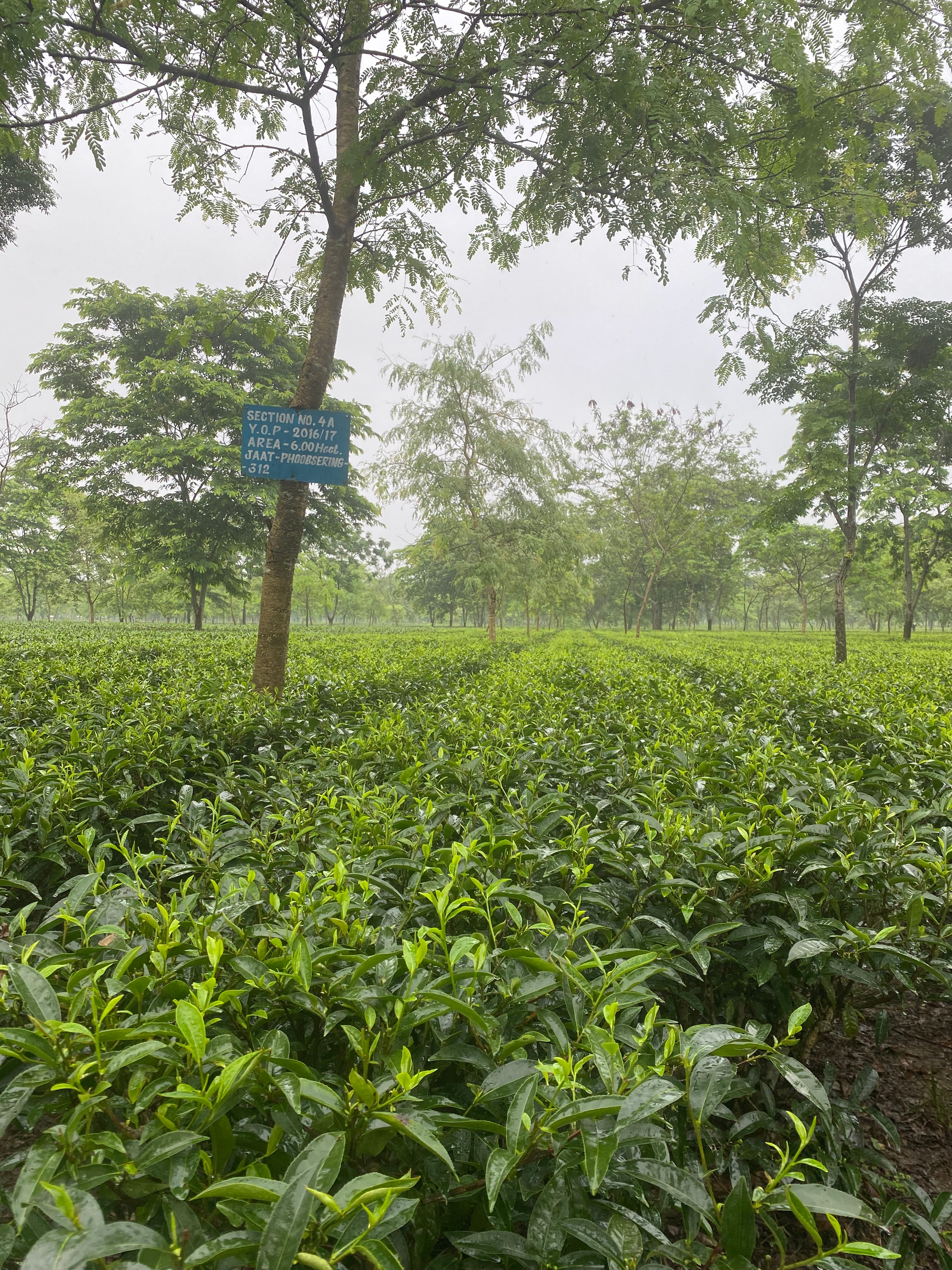 2024フォートナム&メイソン   アッサムセカンドフラッシュ&クリスマスTEA 2024フォートナム&メイソン アッサムセカンドフラッシュ&クリスマスTEA