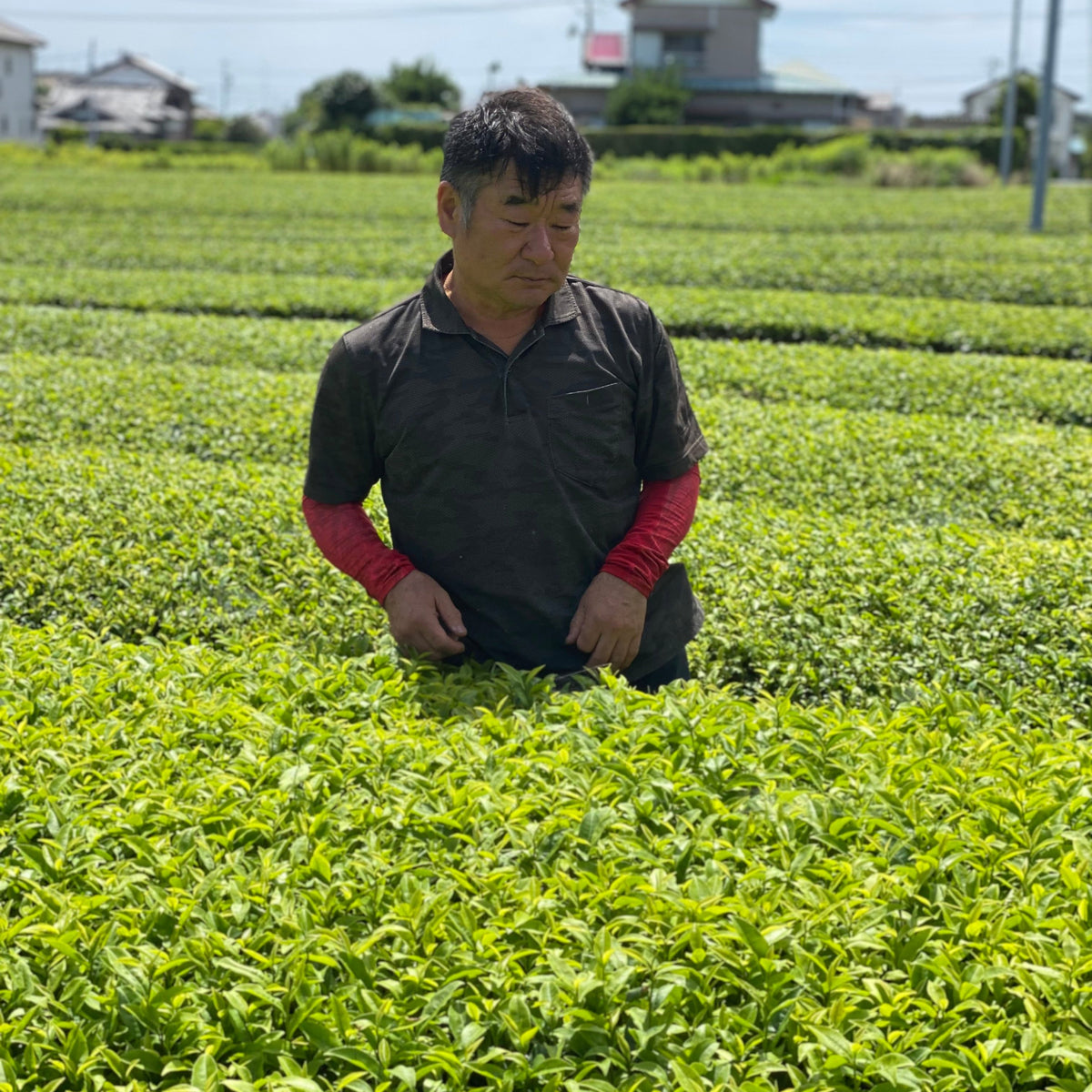 マルヒ製茶 『さえみどり』, 磐田 二番茶 2024